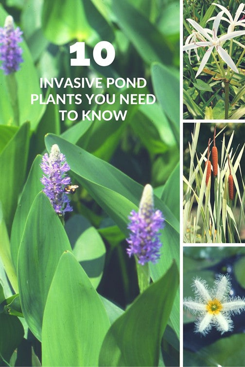 Aquatic pond plants that can spread quickly if not managed.