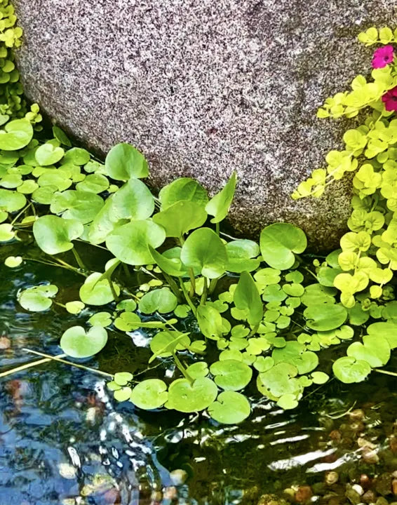 Floating aquatic plants growing across the surface of a pond.