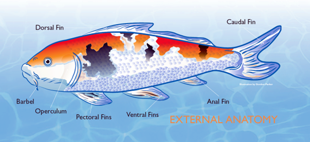 Koi anatomy diagram showing external features pond owners can observe.