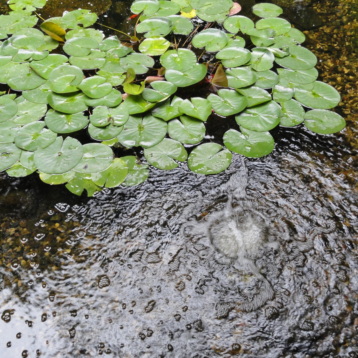 Does Your Pond Need a Koi Pond Aeration System?