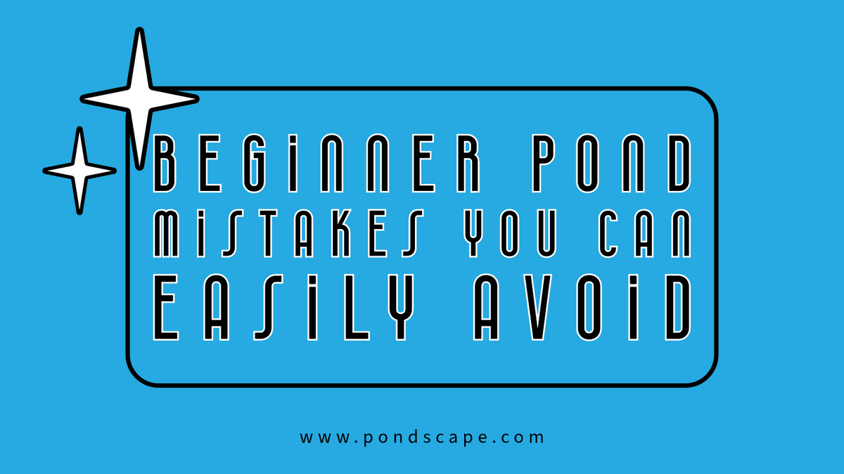 Beginner Pond Mistakes you can easily avoid