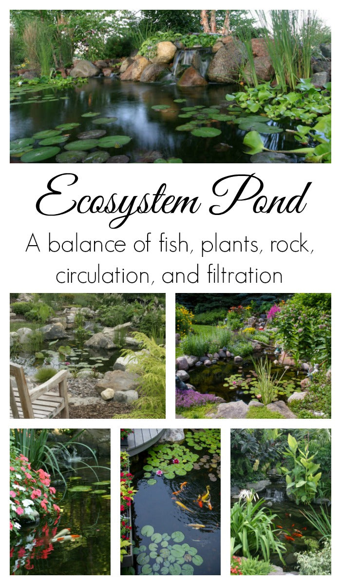 Creating an Ecosystem Pond