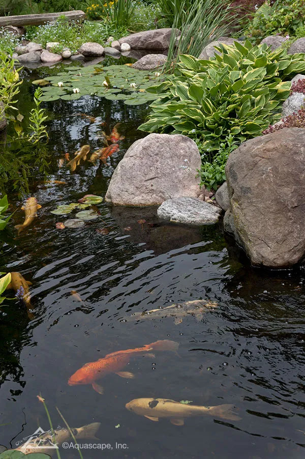How Many Fish Can  I Have?