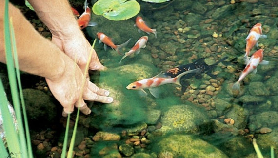 How to Control Pond Algae in a Fish Pond