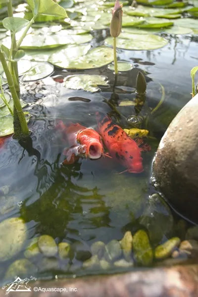 Keeping Koi and Pond Fish