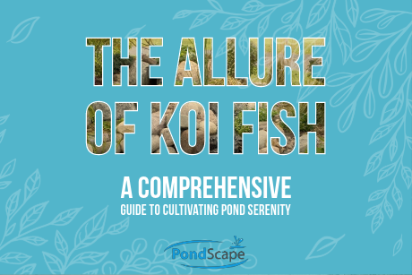 The Allure of Koi Fish: A Comprehensive Guide to Cultivating Pond Serenity