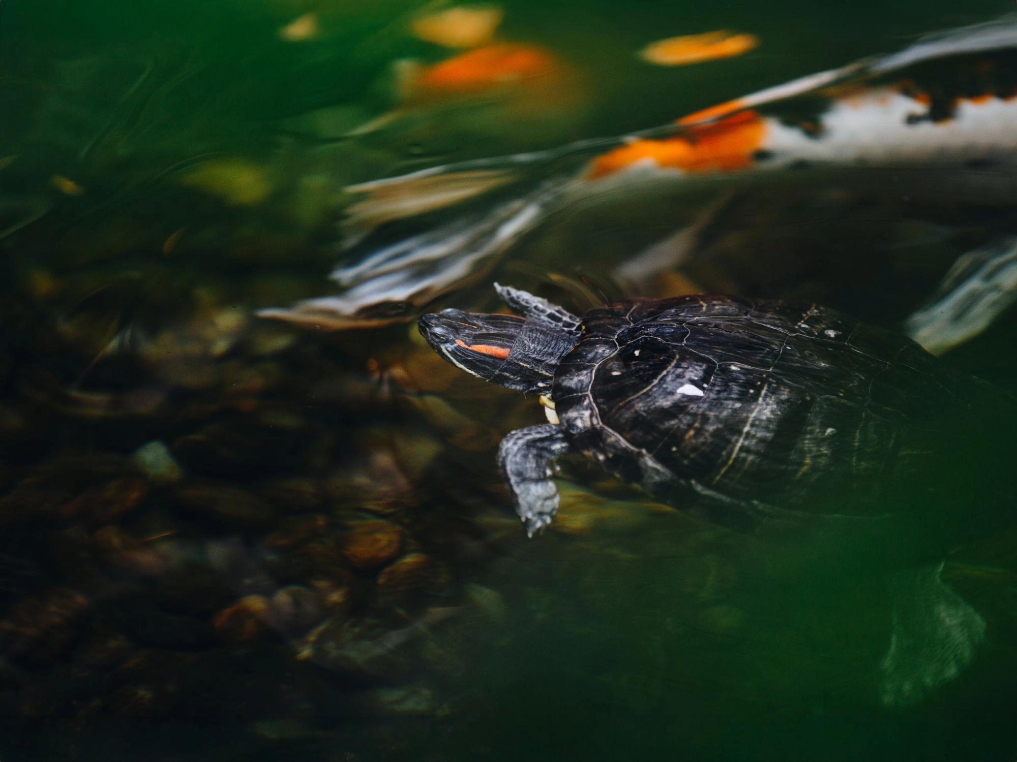 Building a Wildlife Friendly Pond