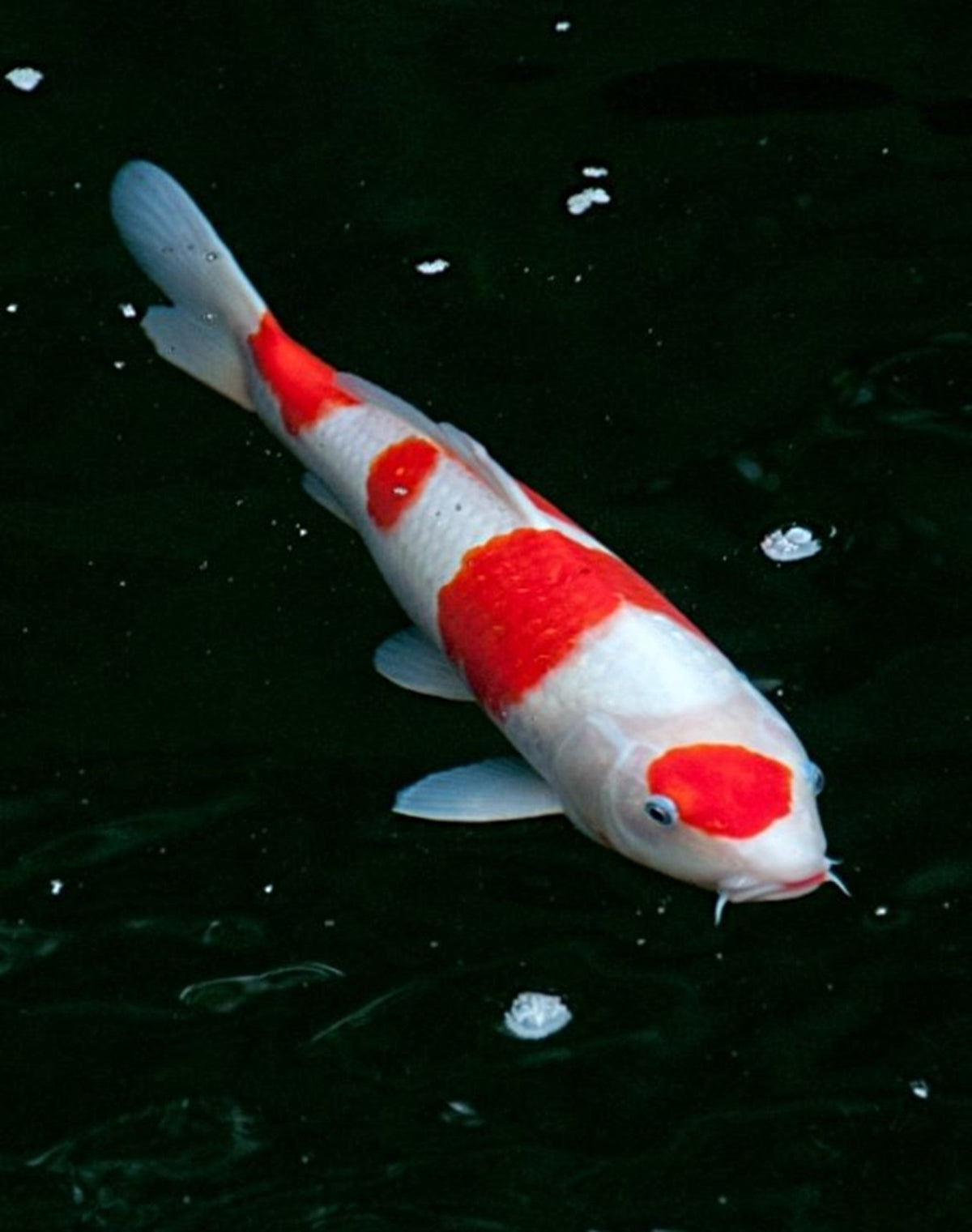 Kohaku, Sanke, and Showa koi illustrating red, white, and black pattern differences.