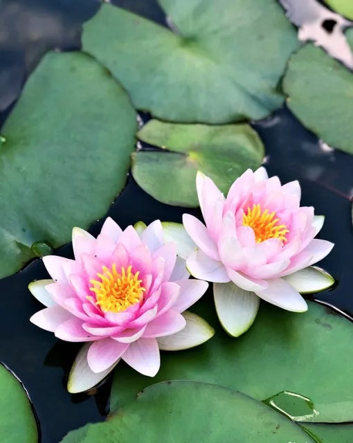 How to Plant a Waterlily in a Pond (and Mistakes to Avoid)