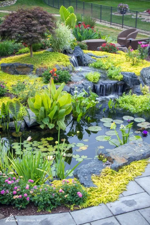 How to Care for Marginal Plants at the Pond Edge