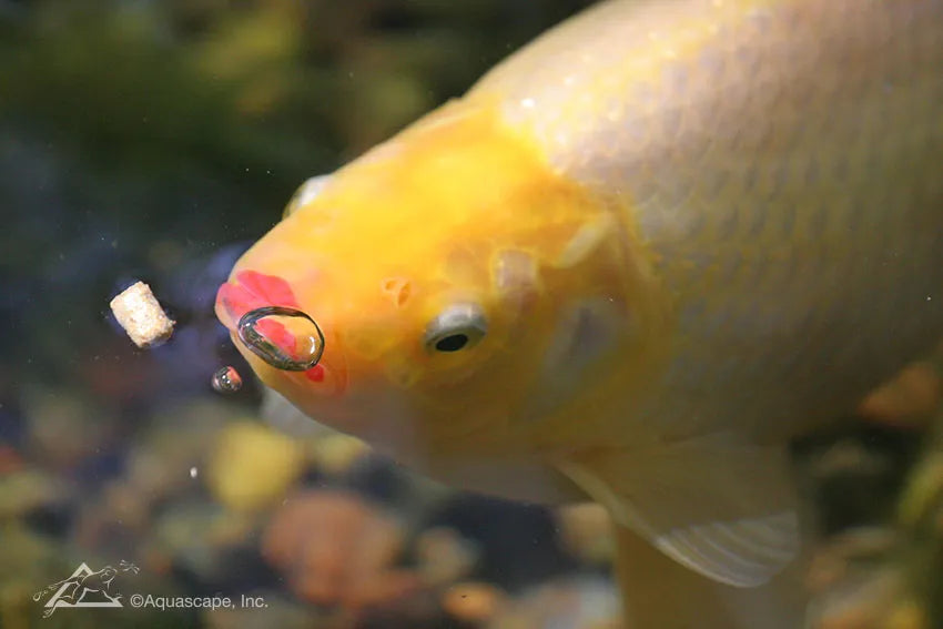Keeping Healthy Koi