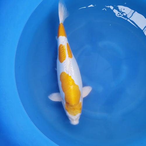 How to Recognize a Hariwake Koi