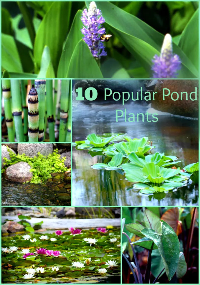 Why Are Plants Important in a Fish Pond?