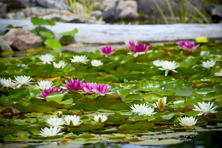 How to Choose Pond Plants for Your Water Garden