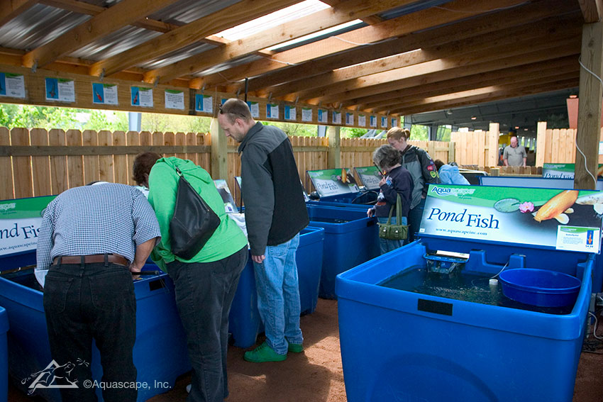 Buying Healthy Pond Fish