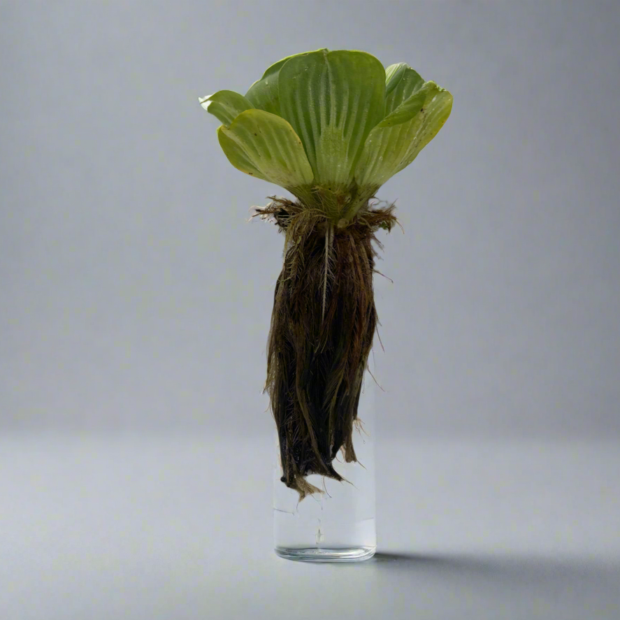 Water Lettuce - Thumbnail 2