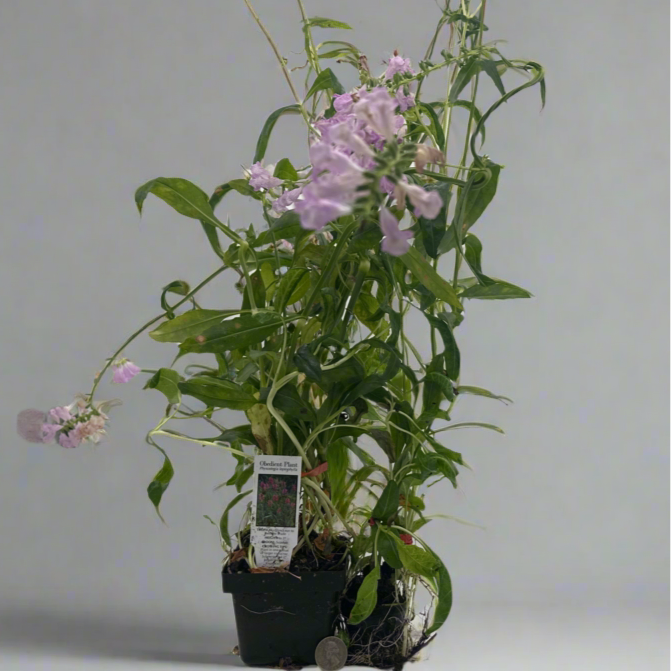 Obedient Plant Hardy Marginal Plant - Thumbnail 5