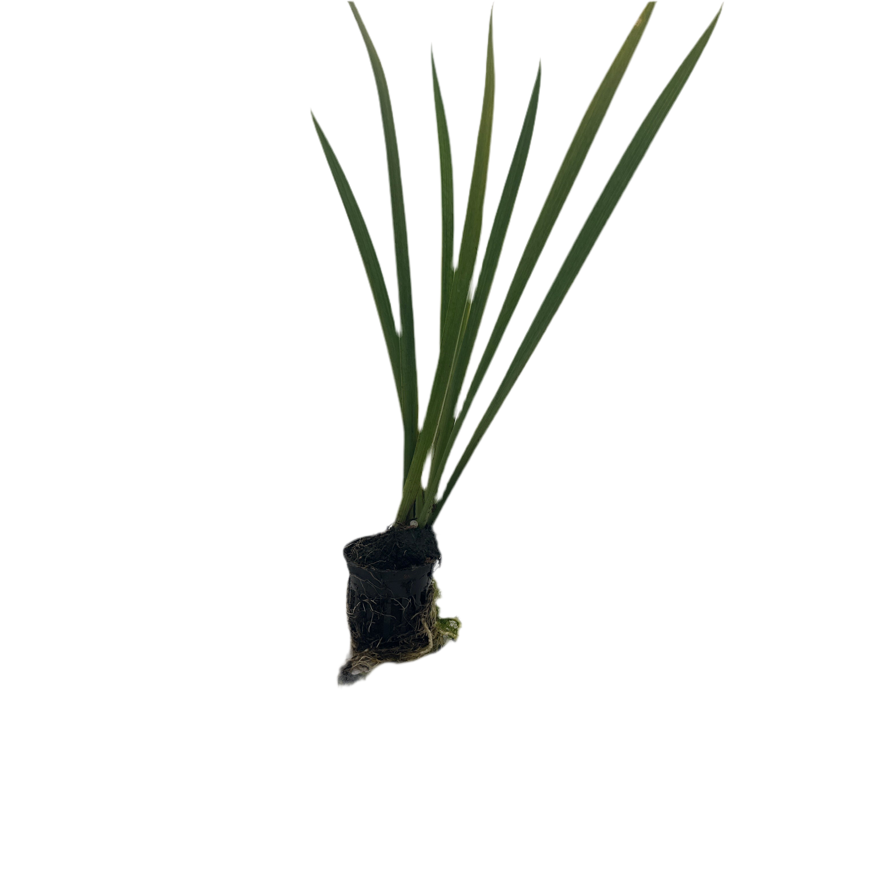 Black Gamecock Iris Hardy Marginal Plant