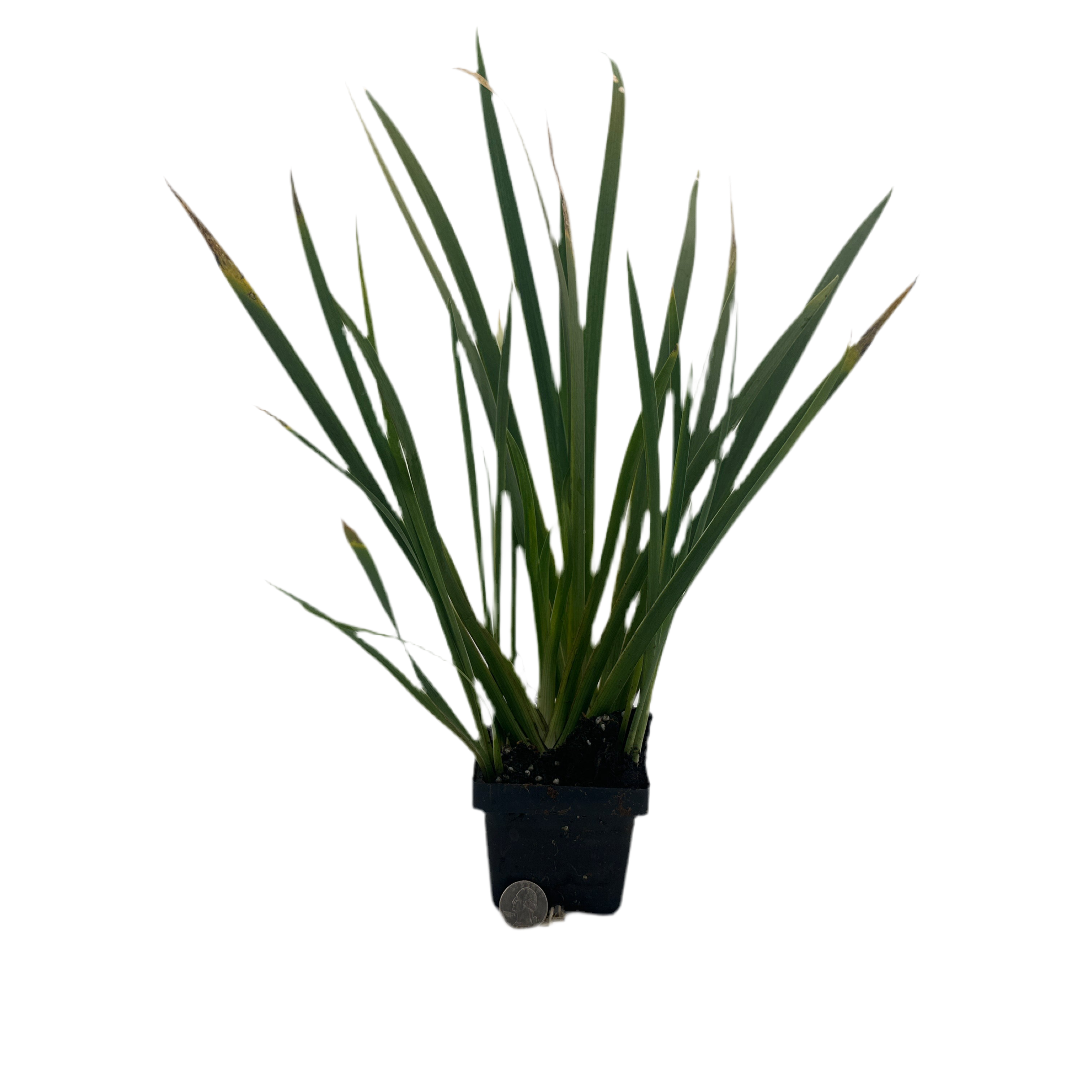 Black Gamecock Iris Hardy Marginal Plant - Thumbnail 2