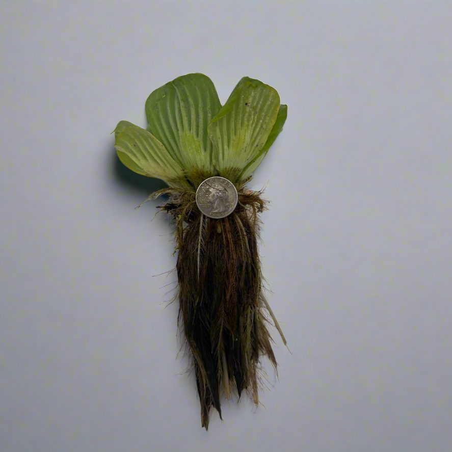 Water Lettuce - Thumbnail 3