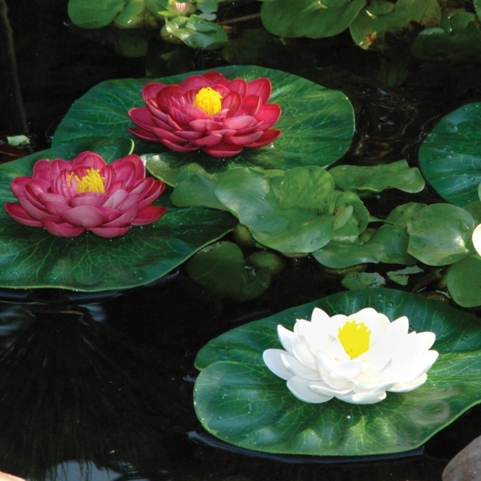 Pond Boss Floating Lily Pad Variety Pack