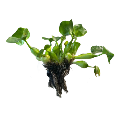 Water Hyacinth - Thumbnail 2