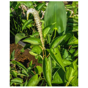 Lizard's Tail Hardy Marginal Plant Potted