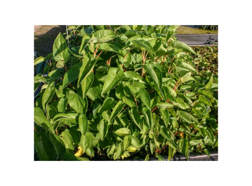 Lizard's Tail Hardy Marginal Plant Potted