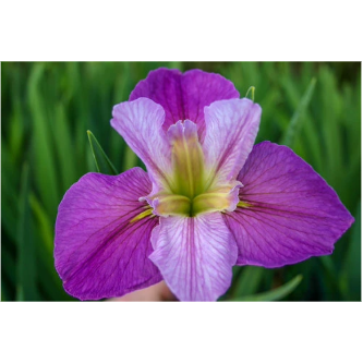 Colorific Iris Hardy Marginal Plant - Thumbnail 4