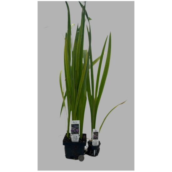 Colorific Iris Hardy Marginal Plant - Thumbnail 5