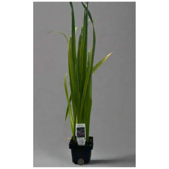 Colorific Iris Hardy Marginal Plant - Thumbnail 3