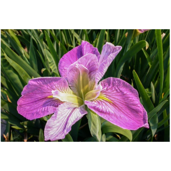 Colorific Iris Hardy Marginal Plant - Thumbnail 2