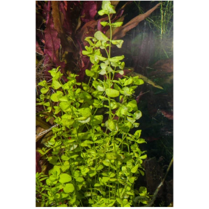 Golden Creeping Jenny Marginal Plant Potted 4"