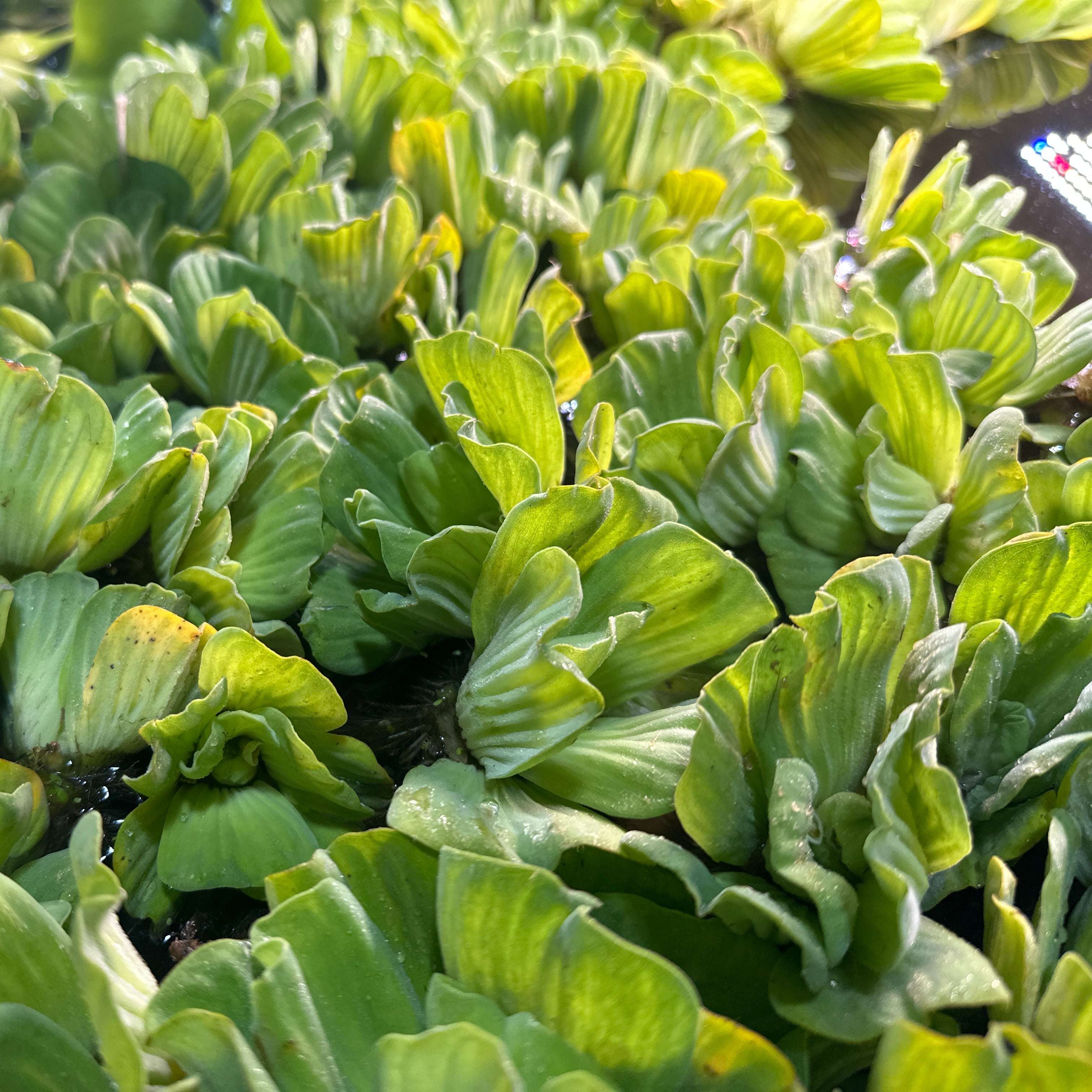 Water Lettuce - Thumbnail 5