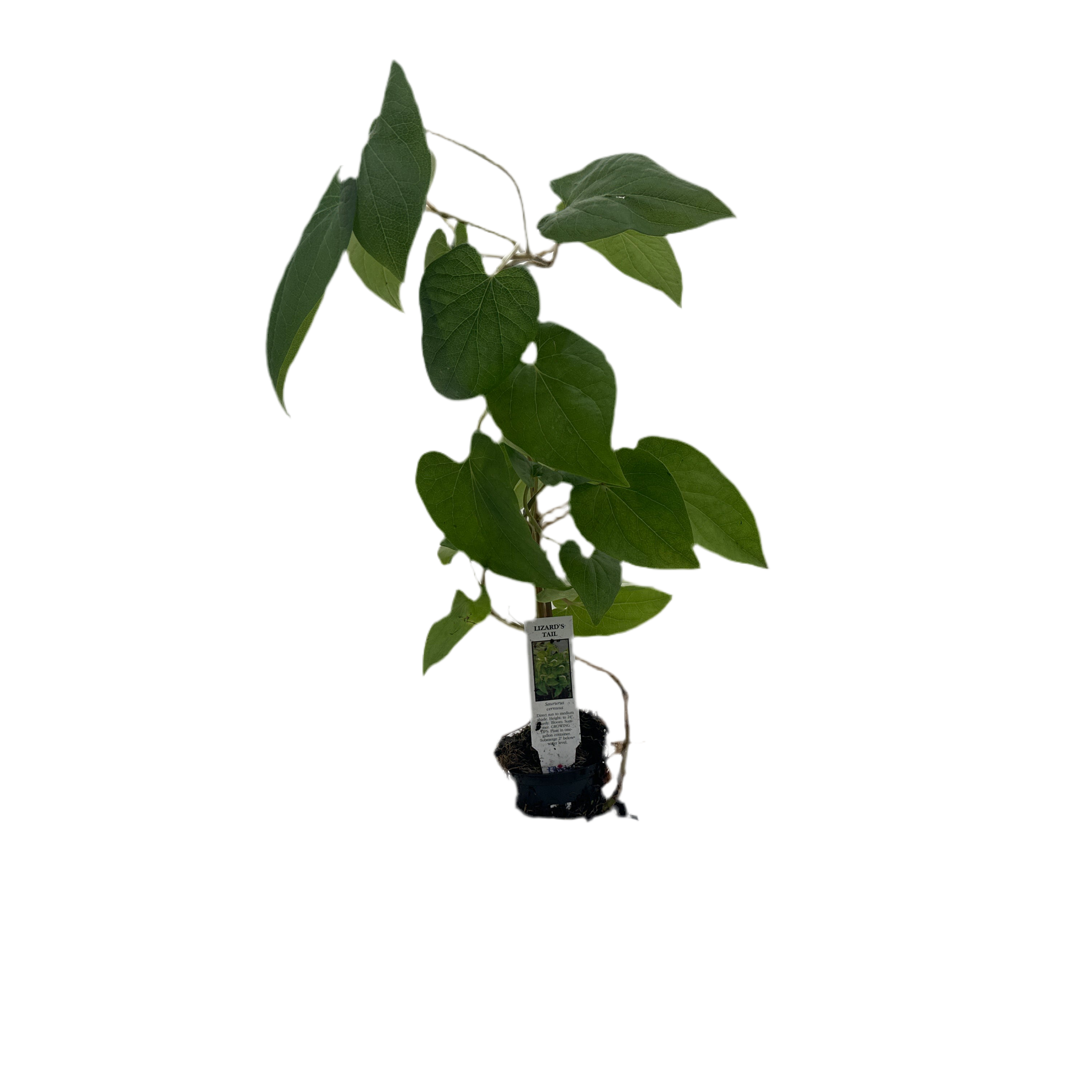 Lizard's Tail Hardy Marginal Plant