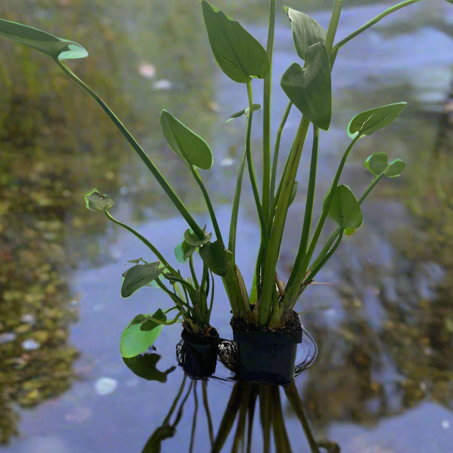 Blue Pickerel Hardy Marginal Plant - Thumbnail 2