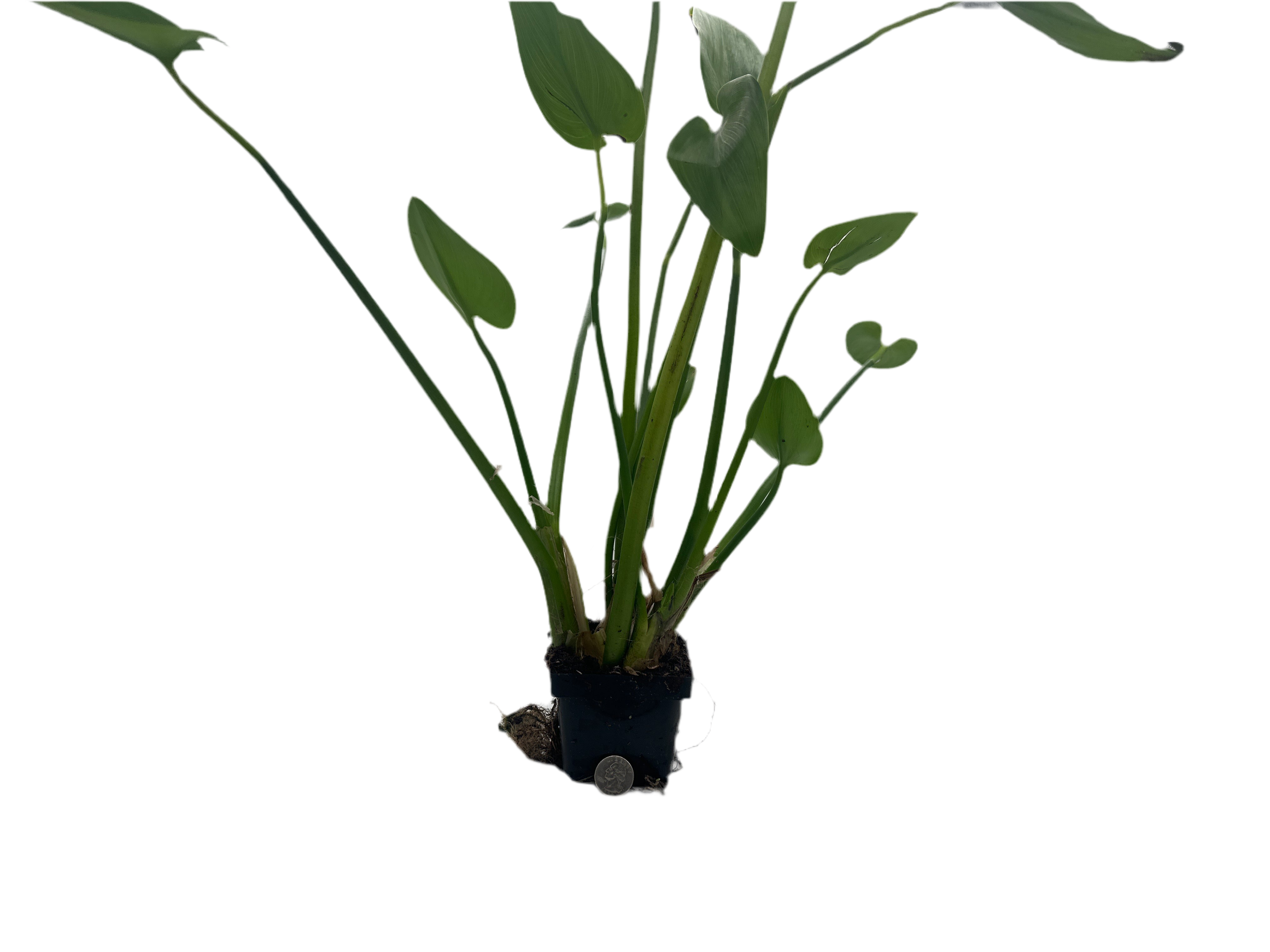 White Pickerel Hardy Marginal Plant