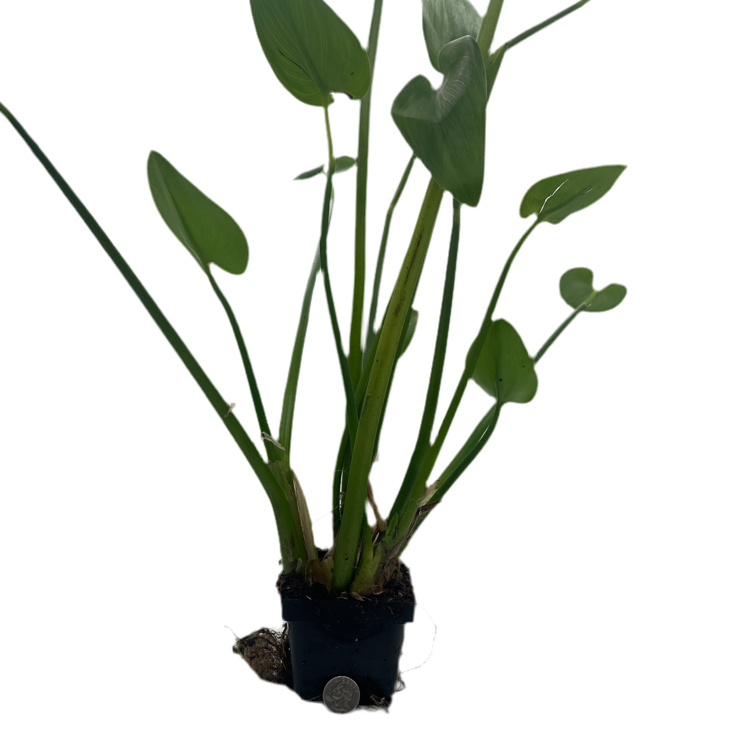 Blue Pickerel Hardy Marginal Plant - Thumbnail 3