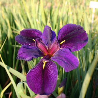 Black Gamecock Iris Hardy Marginal Plant - Thumbnail 3
