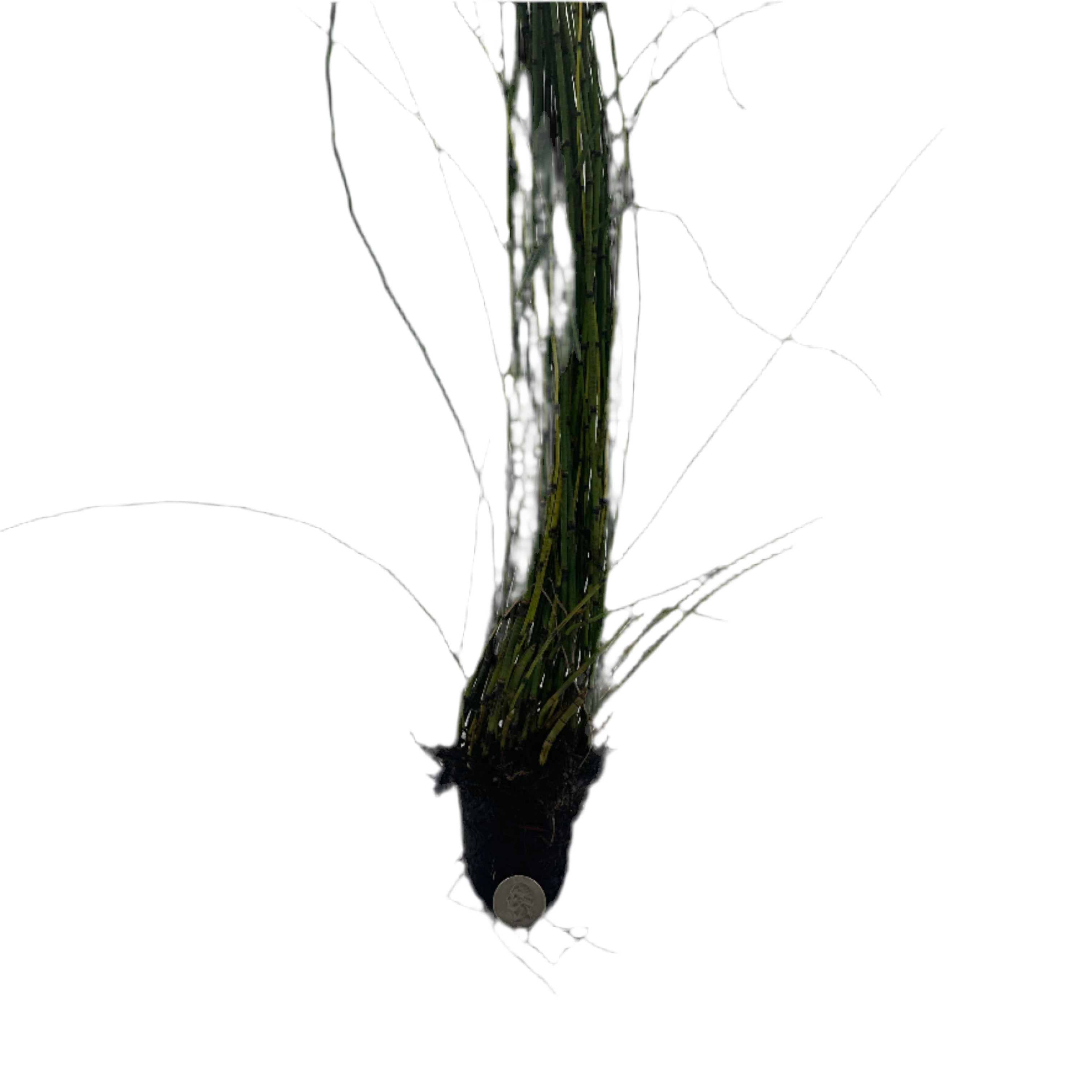 Horsetail Rush Hardy Marginal Plant - Thumbnail 2