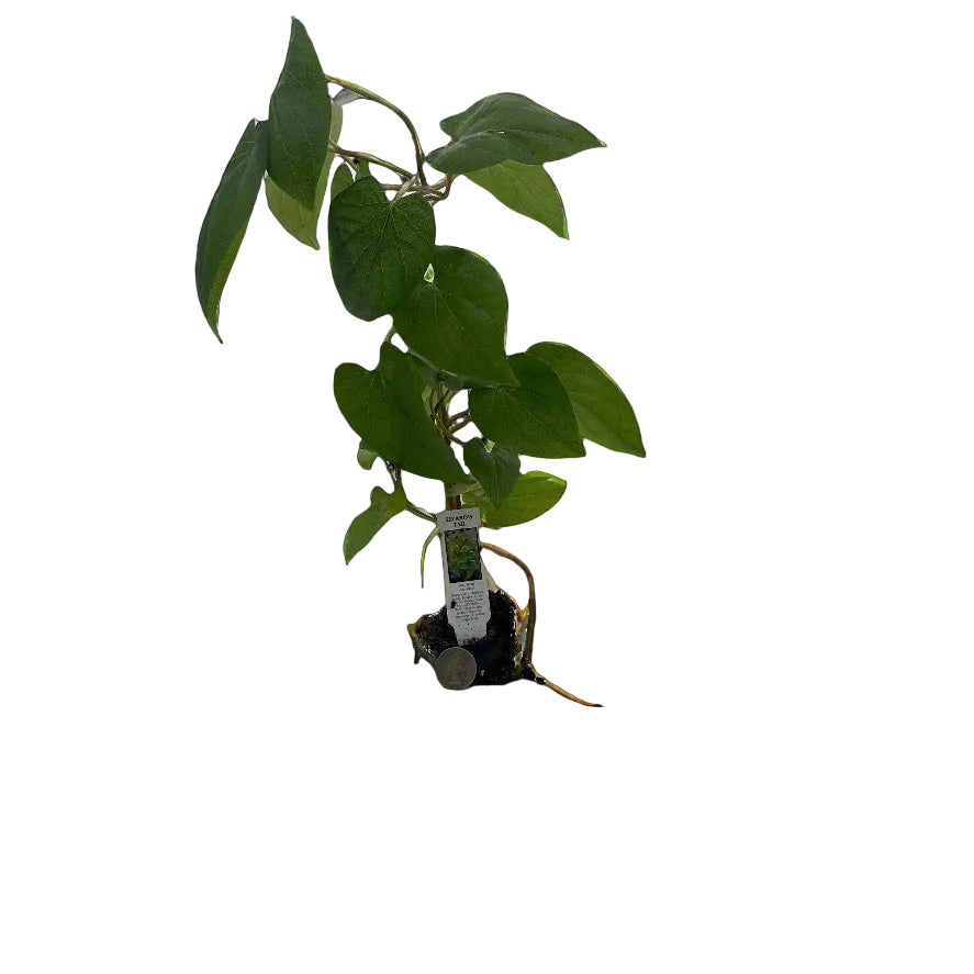 Lizard's Tail Hardy Marginal Plant - Thumbnail 2