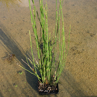Horsetail Rush Hardy Marginal Plant