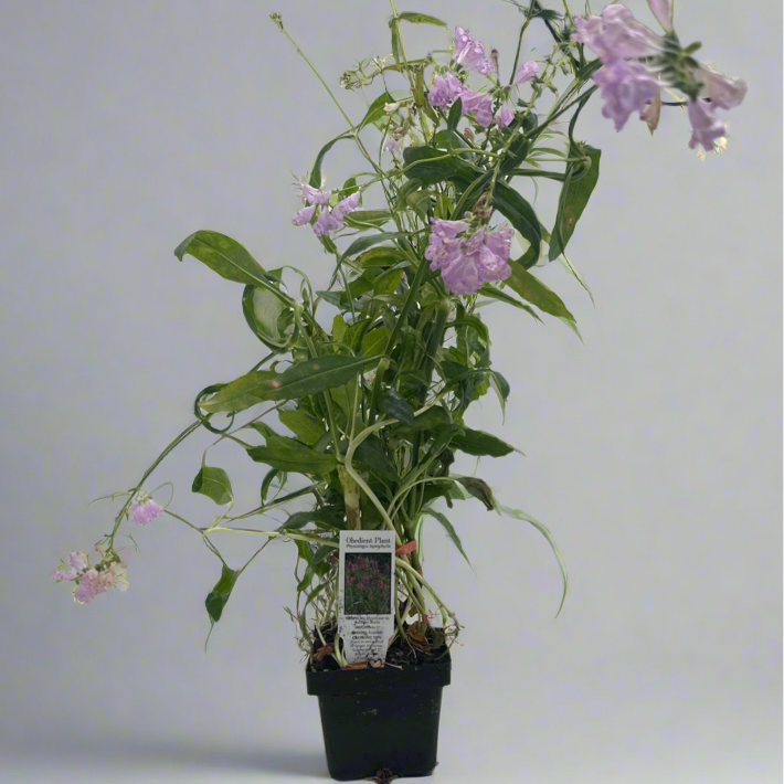 Obedient Plant Hardy Marginal Plant - Thumbnail 4