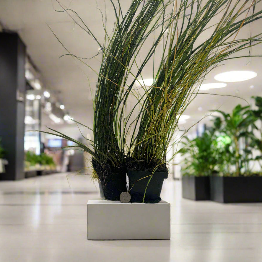 Horsetail Rush Hardy Marginal Plant - Thumbnail 3