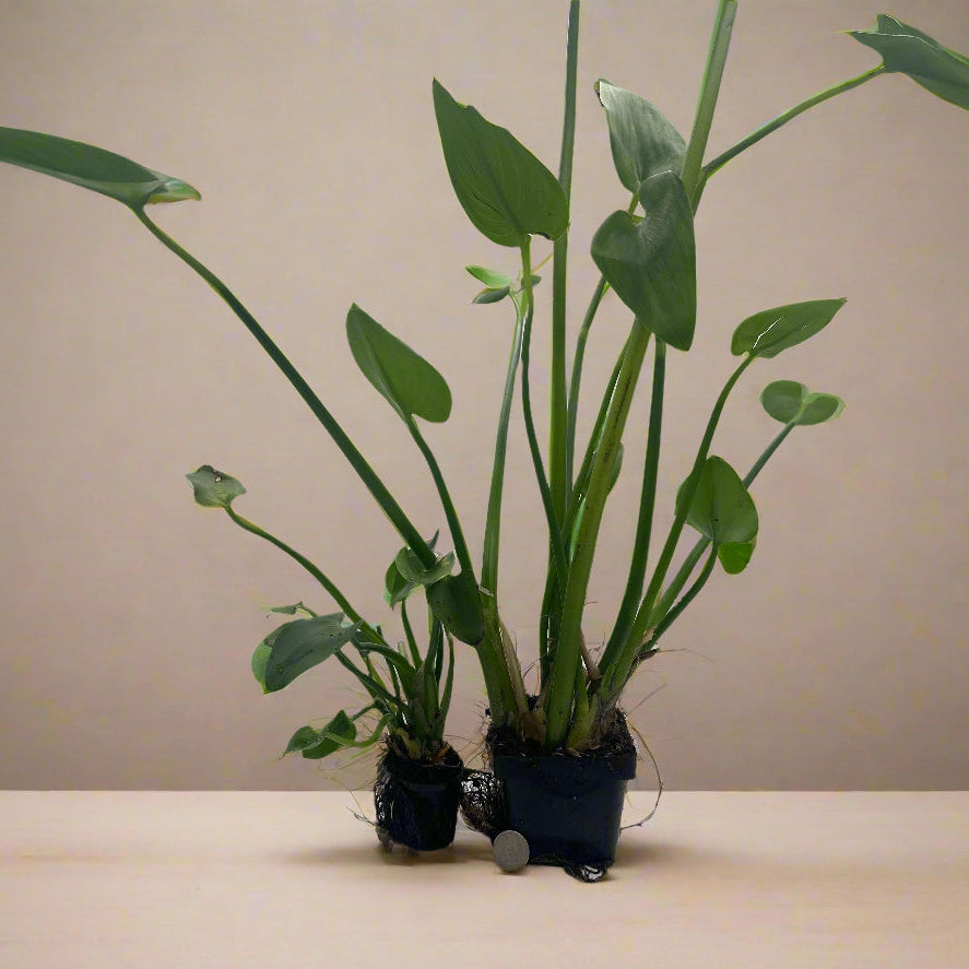 White Pickerel Hardy Marginal Plant - Thumbnail 3