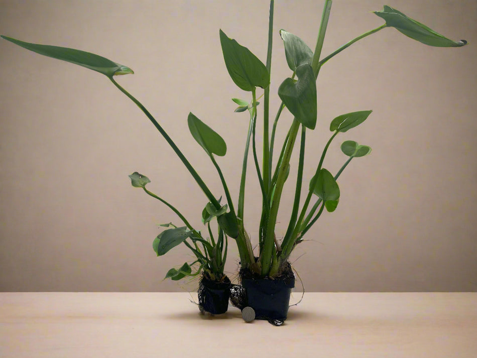 White Pickerel Hardy Marginal Plant Potted
