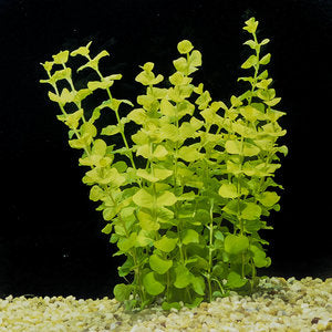 Golden Creeping Jenny Marginal Plant Potted