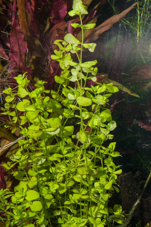 Golden Creeping Jenny Marginal Plant Potted