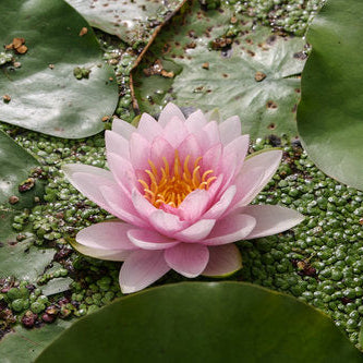 Hardy Pond Lily Pink Potted
