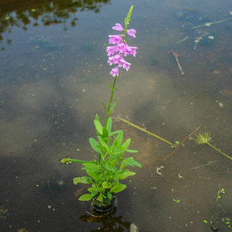 Obedient Plant Hardy Marginal Plant - Thumbnail 2